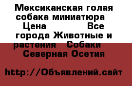 Мексиканская голая собака миниатюра › Цена ­ 53 000 - Все города Животные и растения » Собаки   . Северная Осетия
